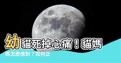 小動物死掉怎麼處理